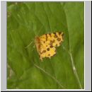 Pseudopanthera macularia - Fleckenspanner 01.jpg